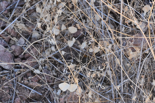 Image of Desmodium procumbens by no rights reserved