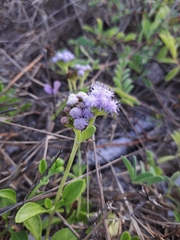 Ageratum maritimum, photograph author not stated, no rights reserved