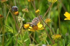 Phyciodes pallescens