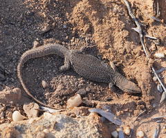 Varanus storri
