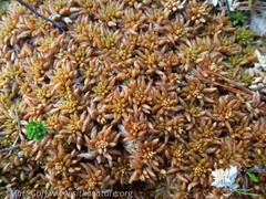 Sphagnum austinii