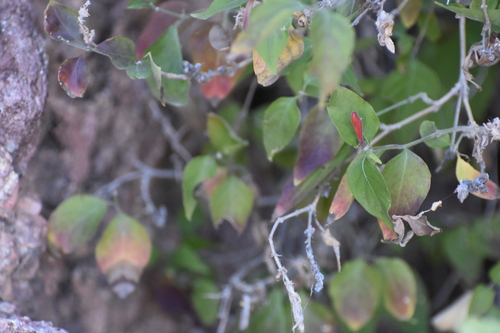 Image of Arizona Water-Willow (Dianthera candicans) by no rights reserved