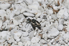 Cicindela willistoni echo