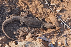 Varanus storri