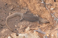 Varanus storri