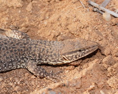 Varanus storri