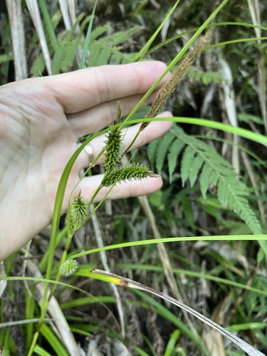 Carex wahuensis observed 2025-02-23