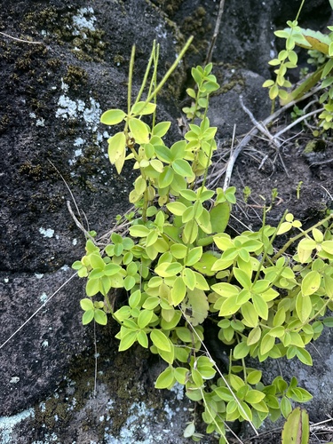 Peperomia leptostachya observed 2025-02-23