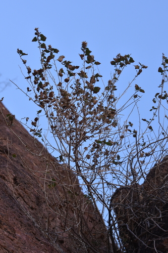Image of Brickellia baccharidea by no rights reserved