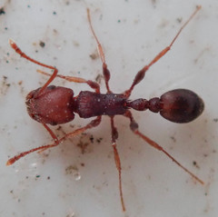 Tetramorium sericeiventre