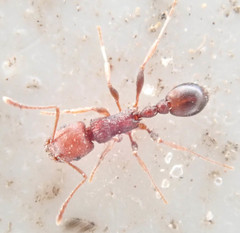 Tetramorium sericeiventre