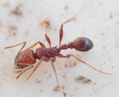 Tetramorium sericeiventre