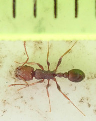 Tetramorium sericeiventre