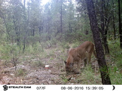 Puma concolor couguar