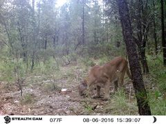 Puma concolor couguar