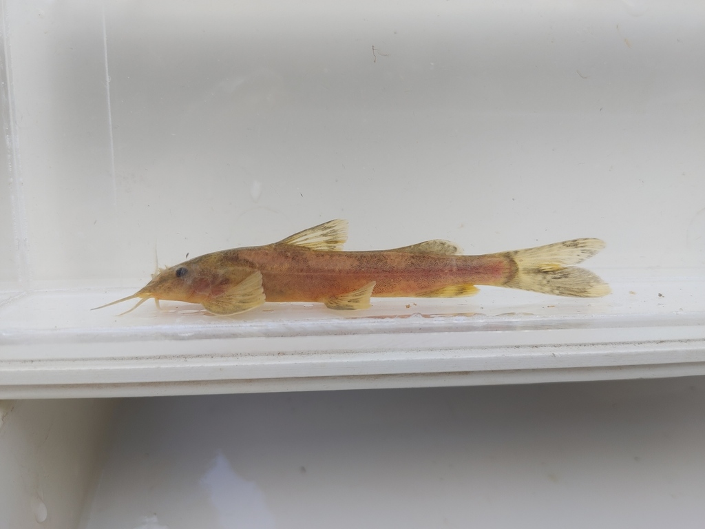 Amphilius lujani