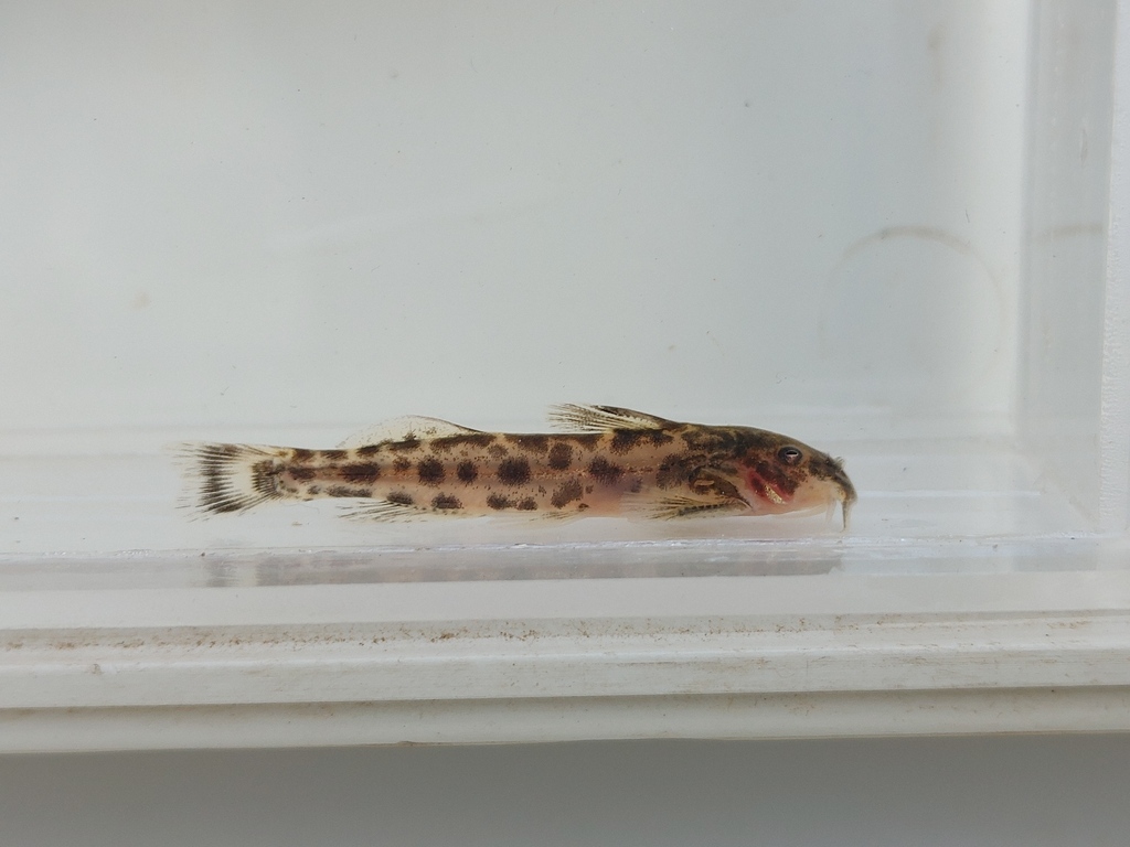 Sand Catlet