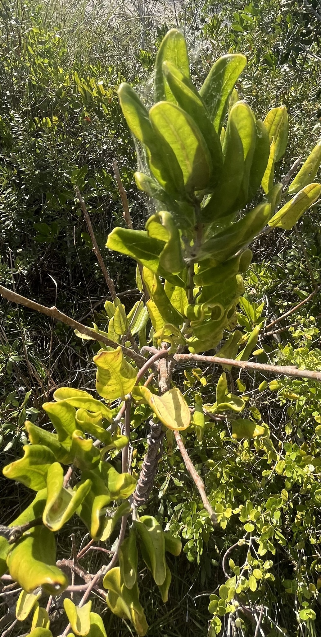 Imagem de Alamanda-de-praia