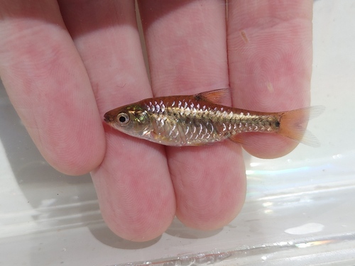 Apleurogramma barb (Enteromius apleurogramma) — Cyprinidae — 4