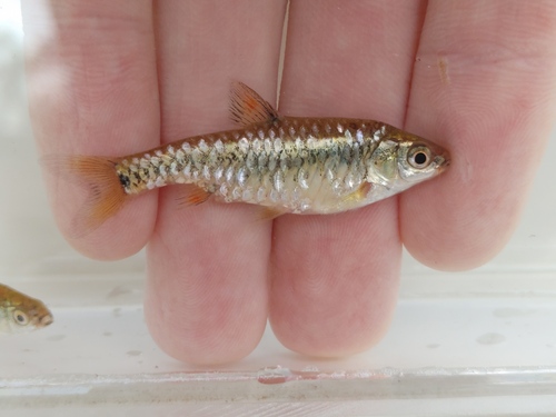 Apleurogramma barb (Enteromius apleurogramma) — Cyprinidae — 2
