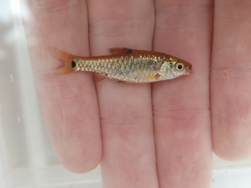 Apleurogramma barb (Enteromius apleurogramma) — Cyprinidae — 3