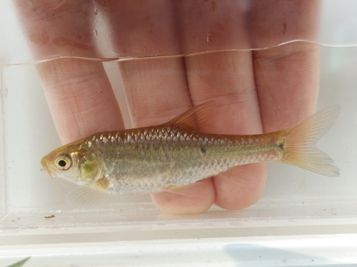 Neumayer's barb (Enteromius neumayeri) — Cyprinidae — 5