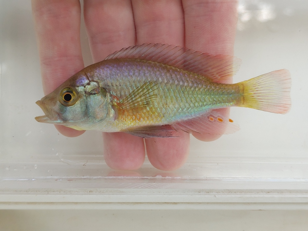 Haplochromis sombre du Victoria (Haplochromis nubilus)
