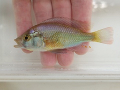 Blue Victoria Mouthbrooder photo 1