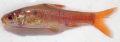 Enteromius fasciolatus