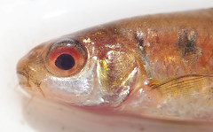 Enteromius fasciolatus