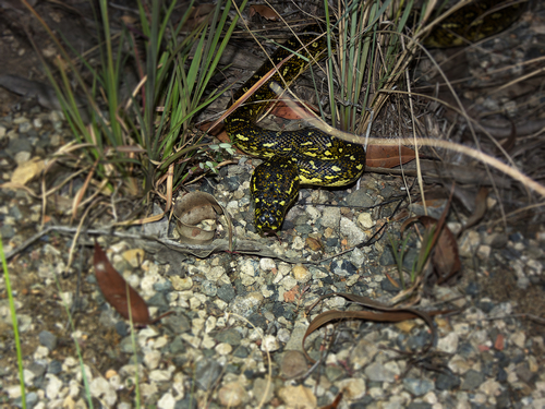 Diamond Python sighting