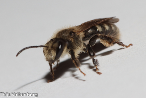 Lasioglossum perclavipes