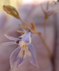 Lobelia erinus