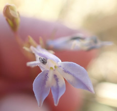 Lobelia erinus
