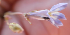 Lobelia erinus