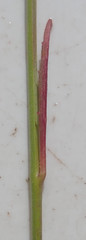 Lobelia erinus