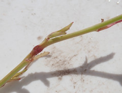 Lobelia erinus