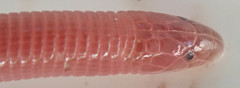 Kalahari Dwarf Worm Lizard photo 3