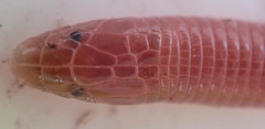 Kalahari Dwarf Worm Lizard photo 2