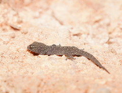 Gehyra versicolor