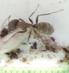 Camponotus vestitus