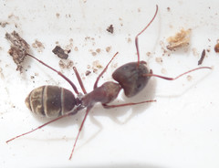 Camponotus vestitus