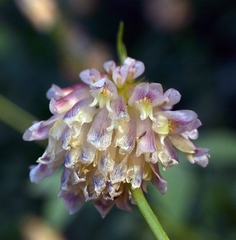 Trifolium productum