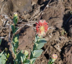 Pimelea decora