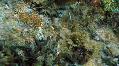 Ostorhinchus properuptus