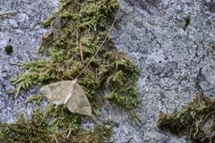Eulithis populata