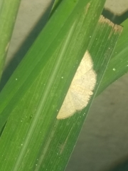 Cosymbiini
