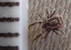 Caeculidae