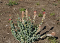 Pimelea decora