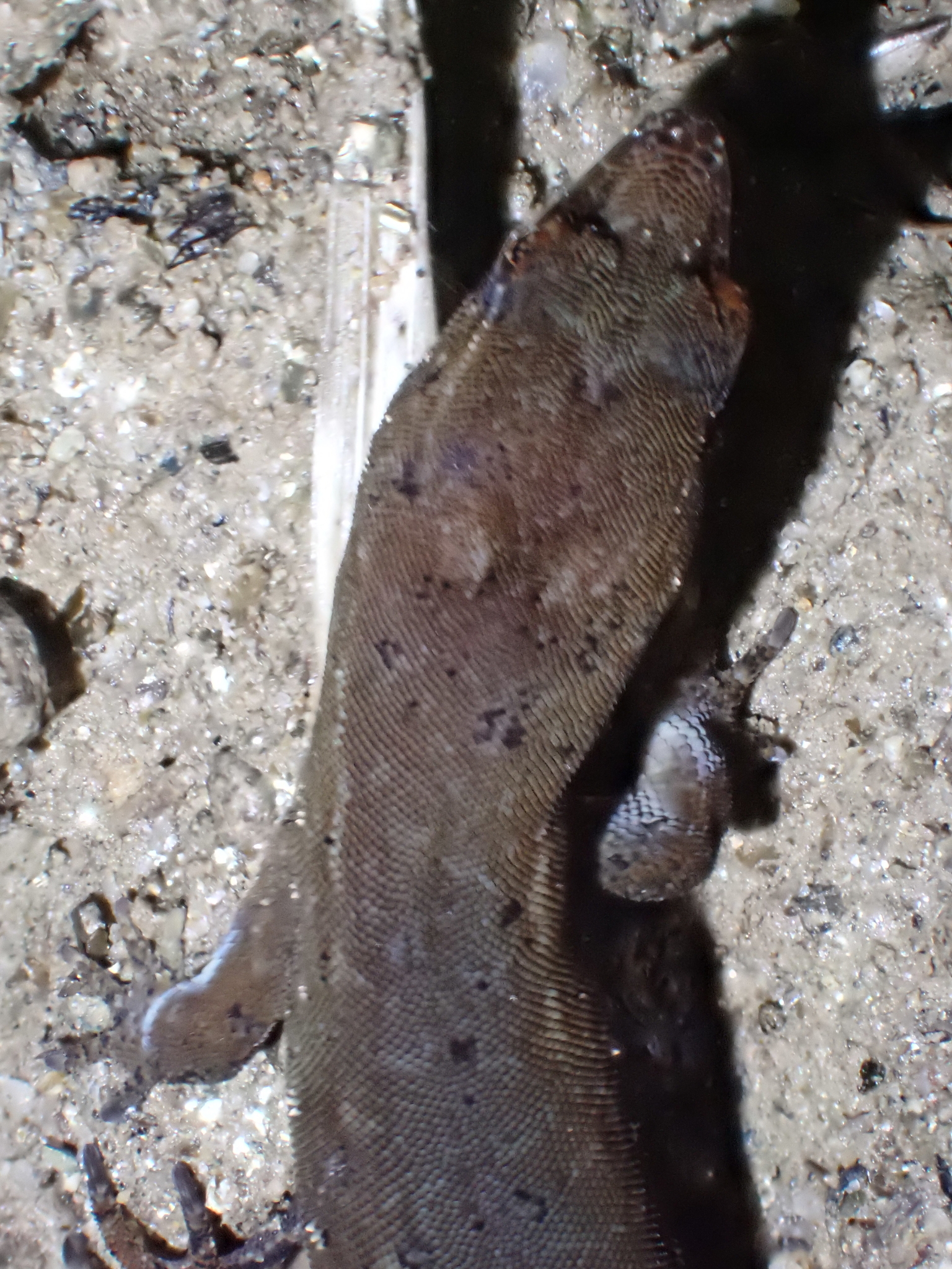 Colombian Clawed Gecko photo 3
